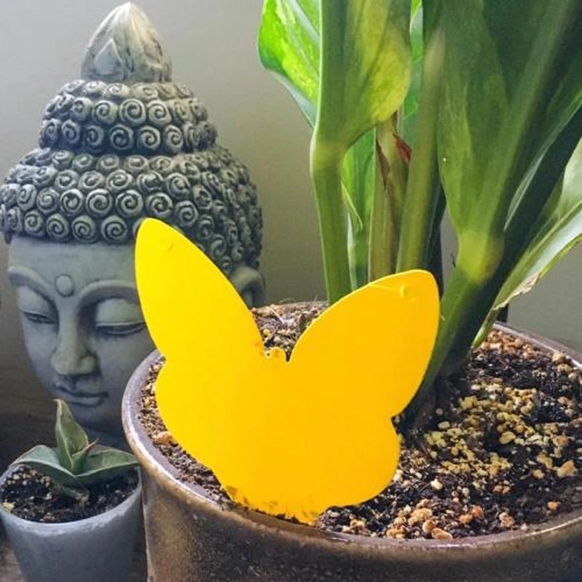 Biogroei Decoratieve Vangplaatjes - 10 Stuks - Tegen Rouwvliegjes, Trips, Witte Vlieg En Bladluis - Afbeelding 3