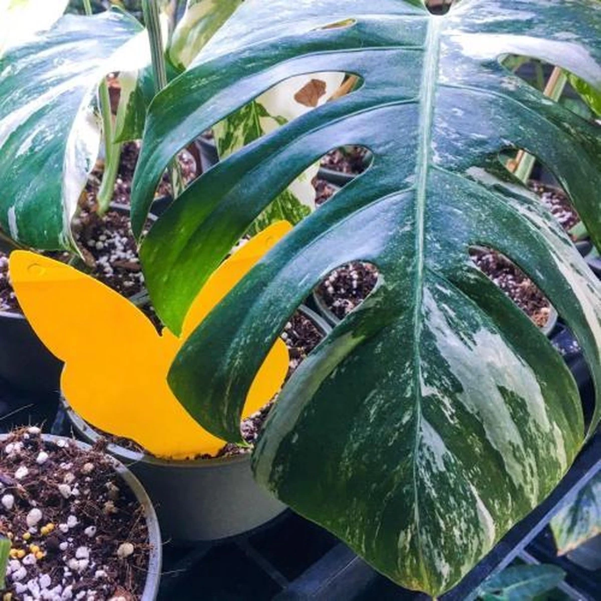 Biogroei Decoratieve Vangplaatjes - 10 Stuks - Tegen Rouwvliegjes, Trips, Witte Vlieg En Bladluis - Afbeelding 4