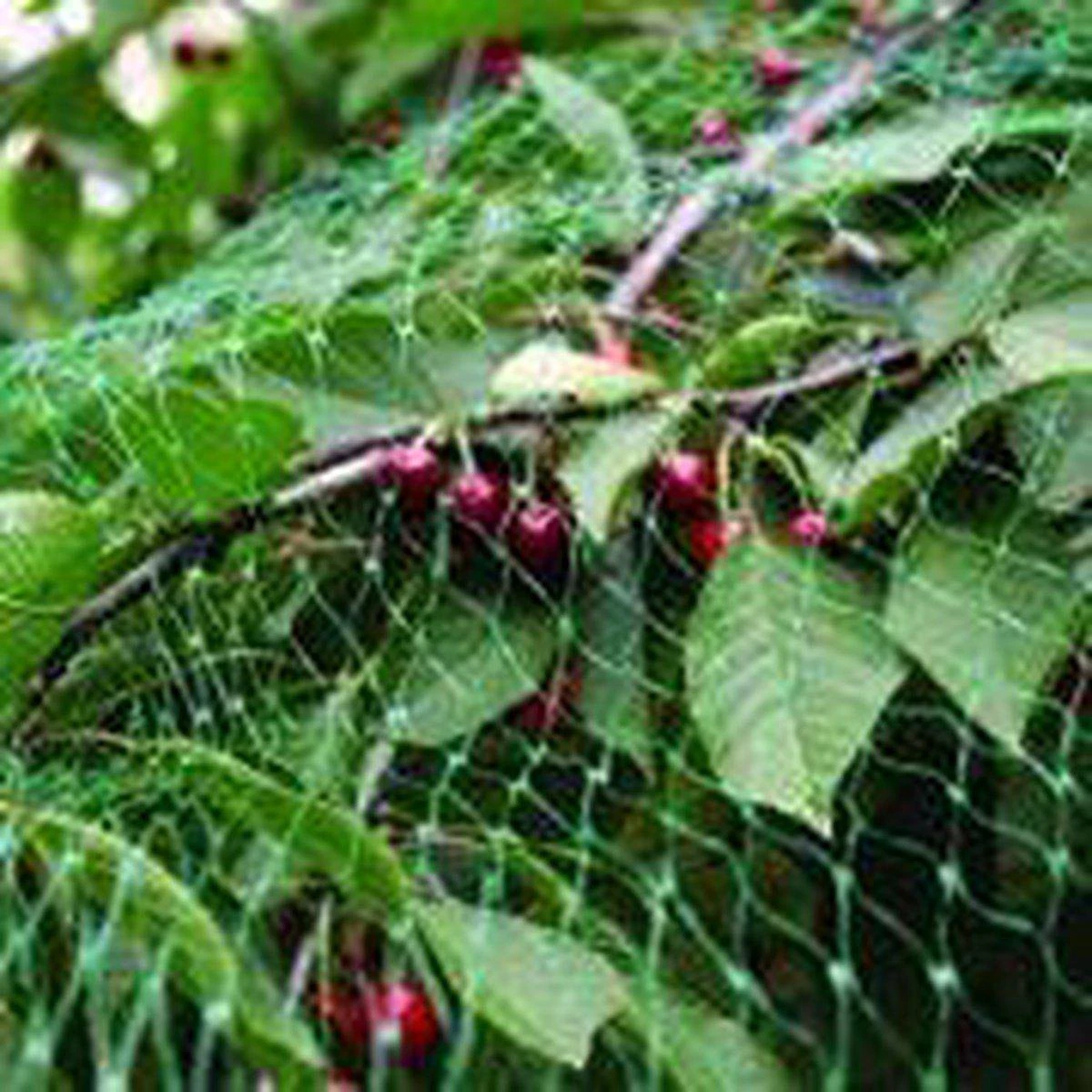 Creartix - Tuinnet Vogels - 5x4m Vogelnet - Groen - Extra Sterk - Maaswijdte 10mm - Net Tegen Vogels - Afbeelding 5