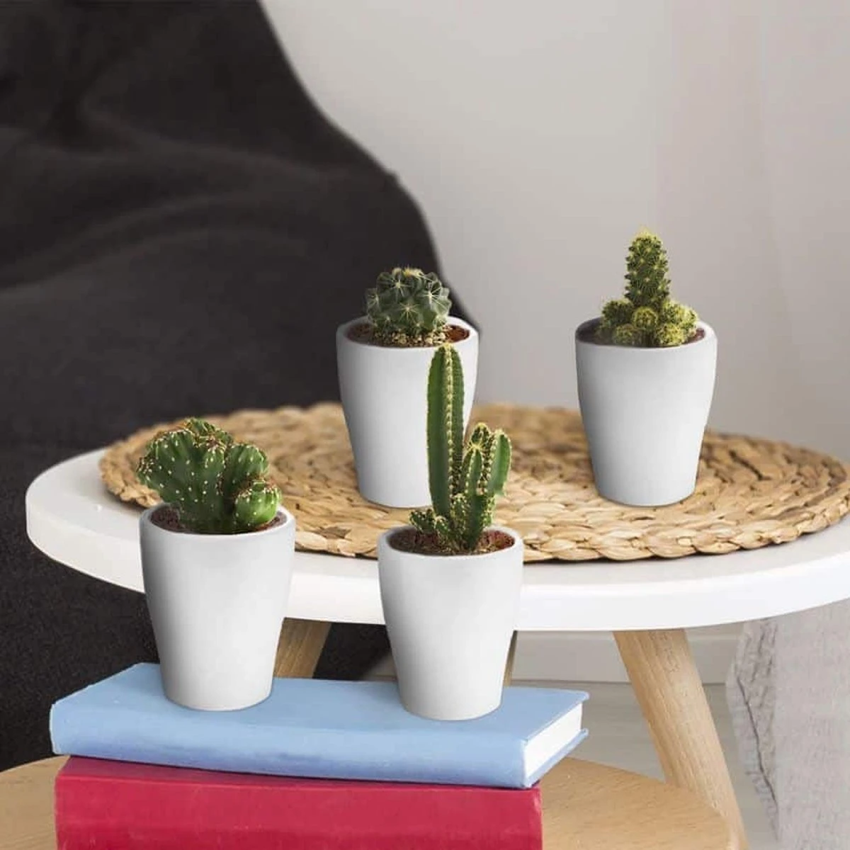 Ecoworld Mini Cactussen - 5 Stuks - Ø 6 Cm - Hoogte 8-15 Cm - Afbeelding 2
