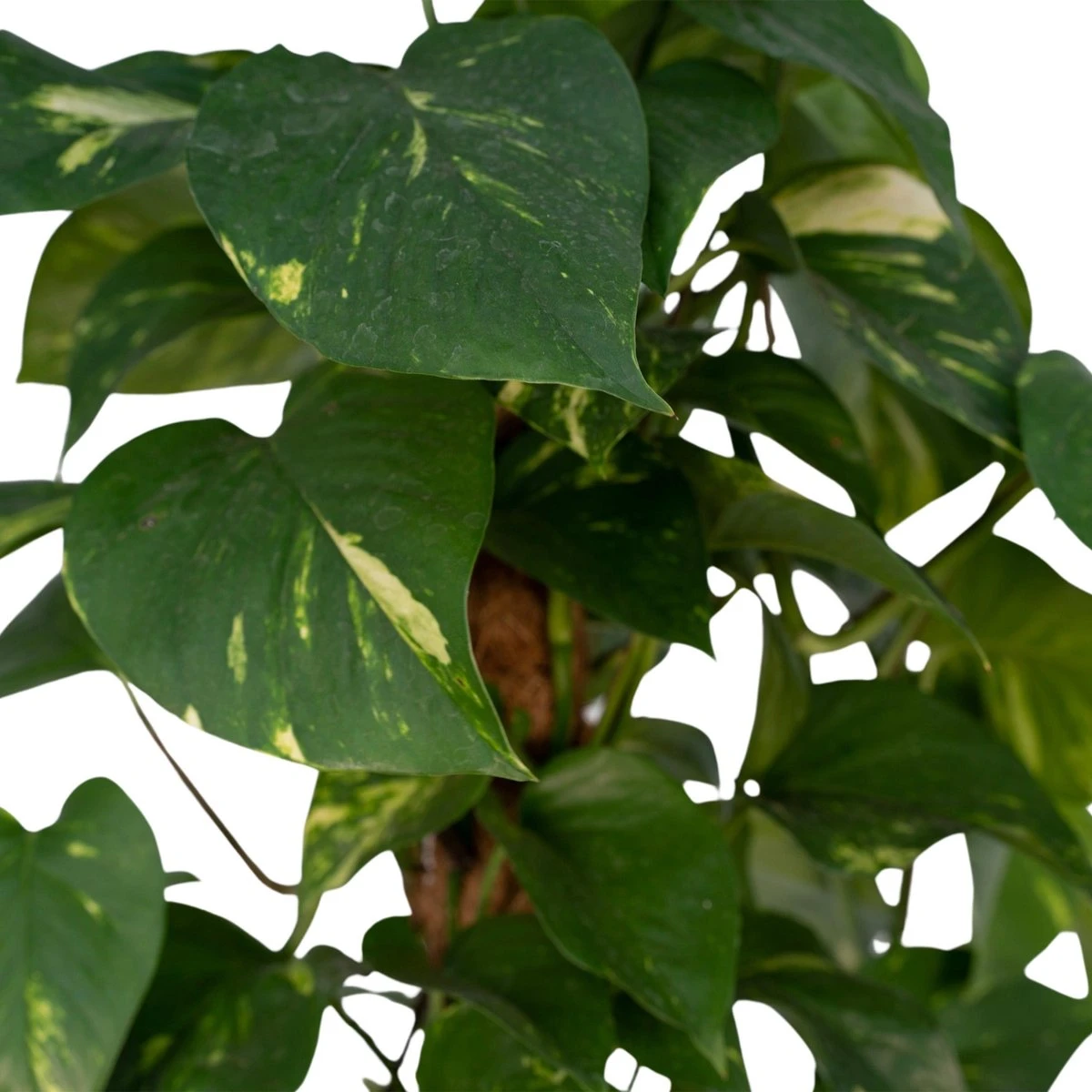 Epipremnum Aureum Mosstok - 60cm - Afbeelding 2