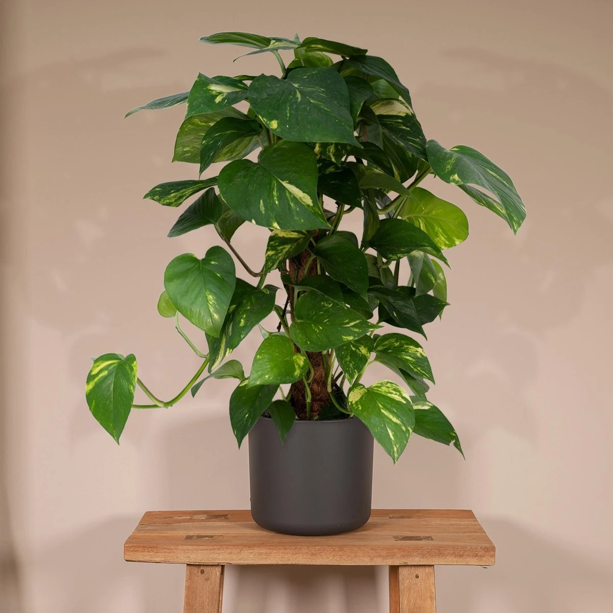 Epipremnum Aureum Mosstok - 60cm - Afbeelding 3