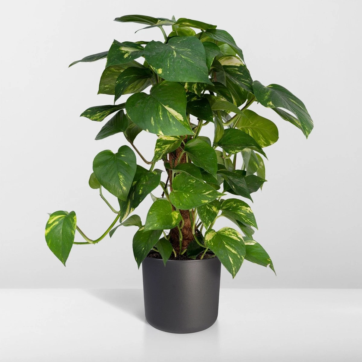 Epipremnum Aureum Mosstok - 60cm - Afbeelding 6
