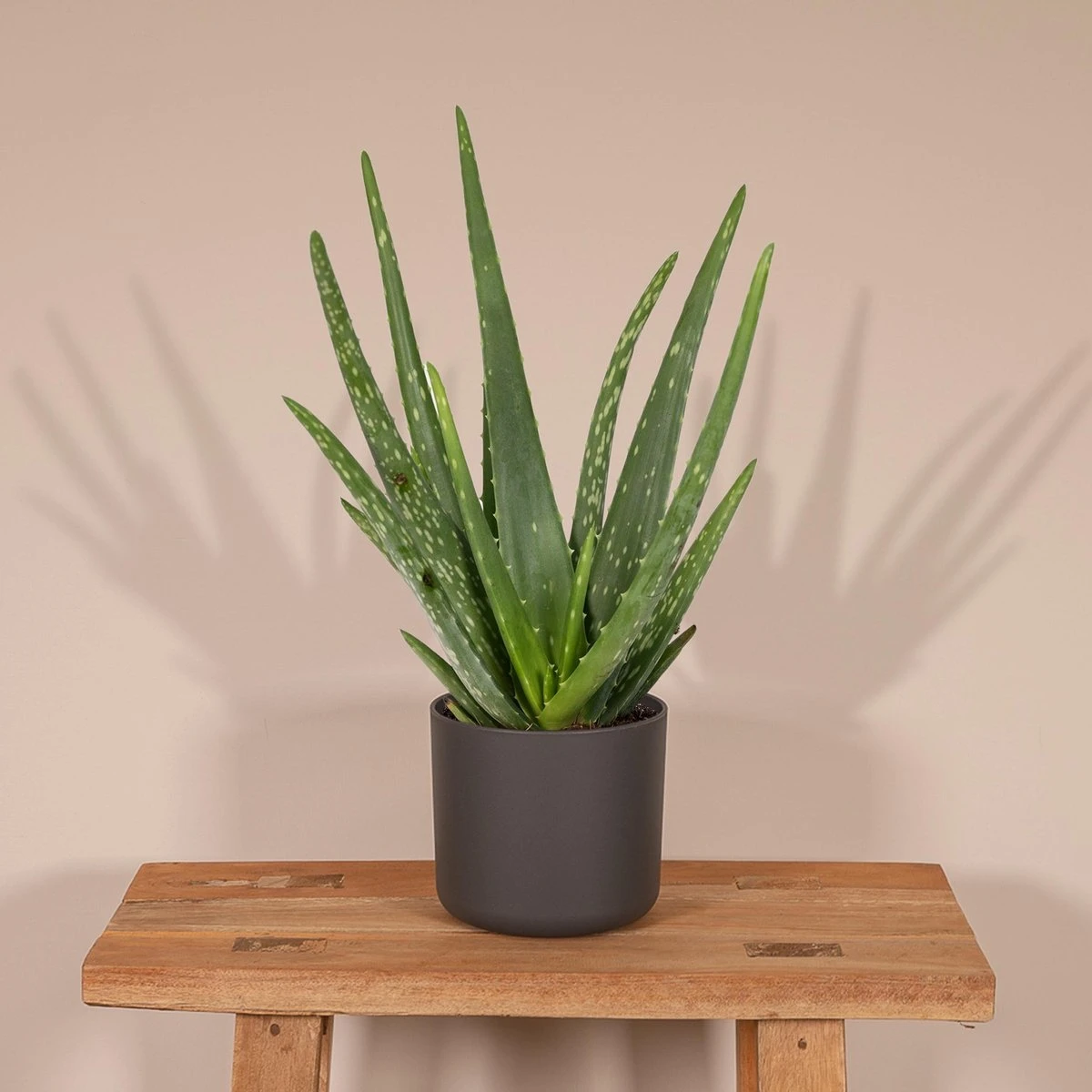 Aloe Vera - Succulent - 40cm - Afbeelding 2