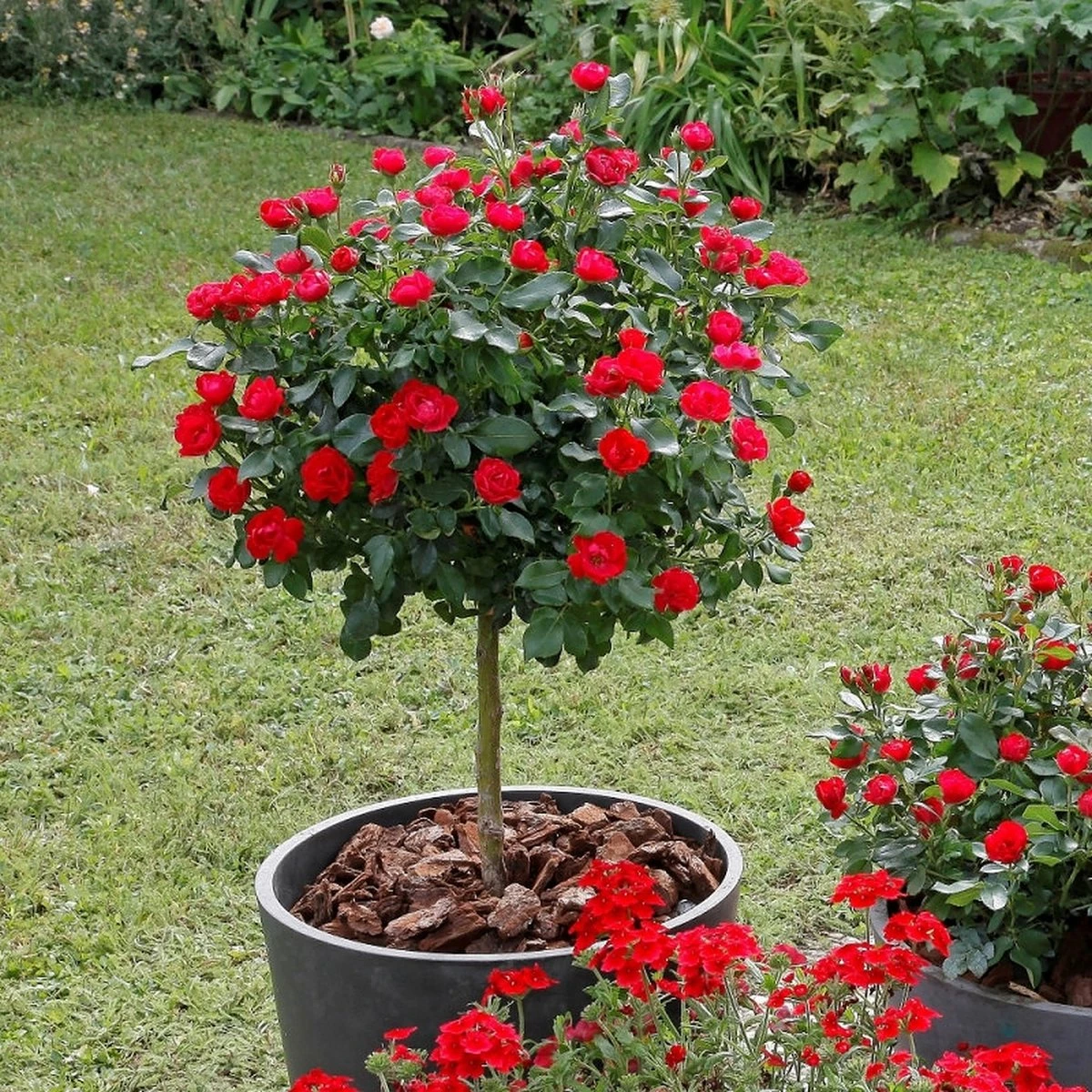 OH2 - Mini Patio Stamrozen - Kleurrijke Grootbloemige Rozen - 55-70 Cm - Meer Kleurig - Afbeelding 2