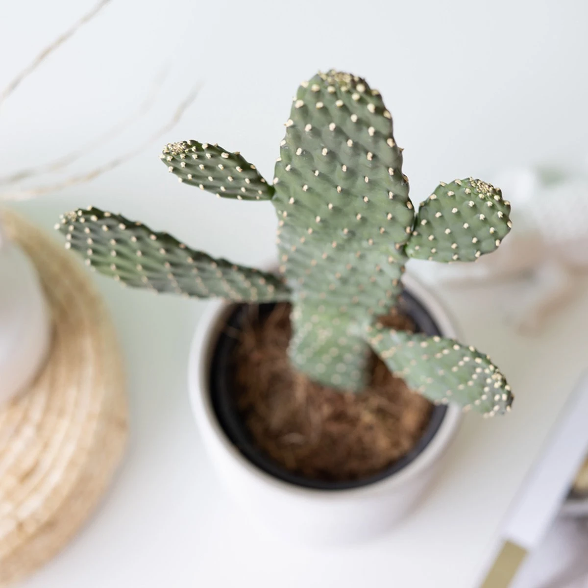 Knuffelcactus | Planten | Bloompost - Afbeelding 2