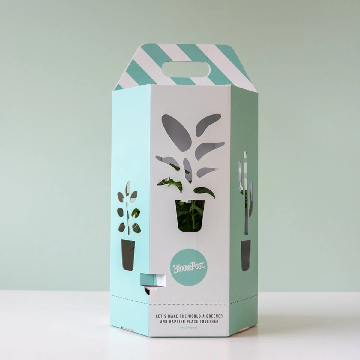 Knuffelcactus | Planten | Bloompost - Afbeelding 3