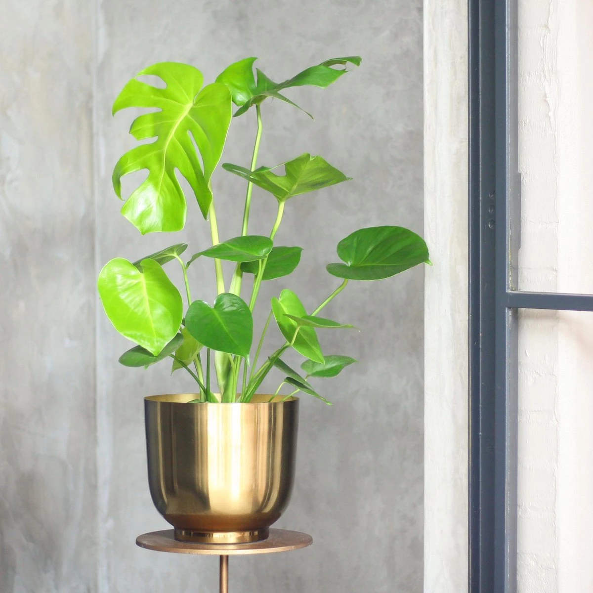 Monstera Deliciosa | Kamerplant | Groene Plant | Gatenplant | Potmaat 17cm | Hoogte 50cm | Geleverd In Kwekerspot