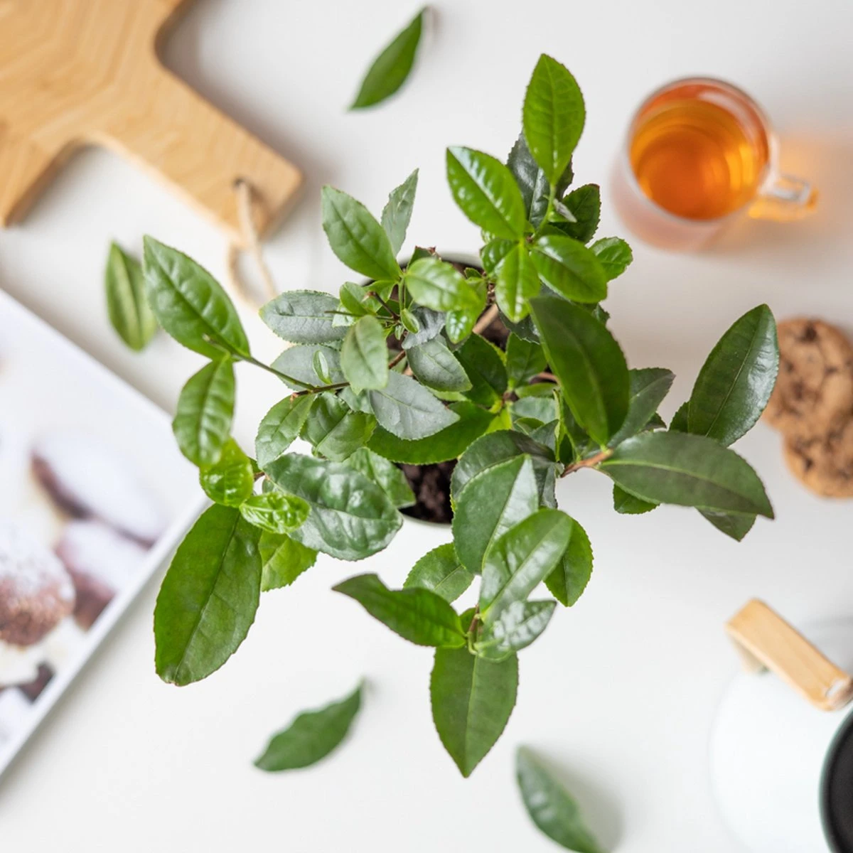 Theeplant | Inclusief Biobased Pot | Kamerplanten | Bloompost - Afbeelding 2