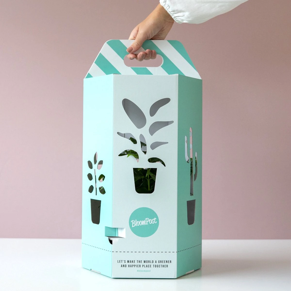 Theeplant | Inclusief Biobased Pot | Kamerplanten | Bloompost - Afbeelding 3