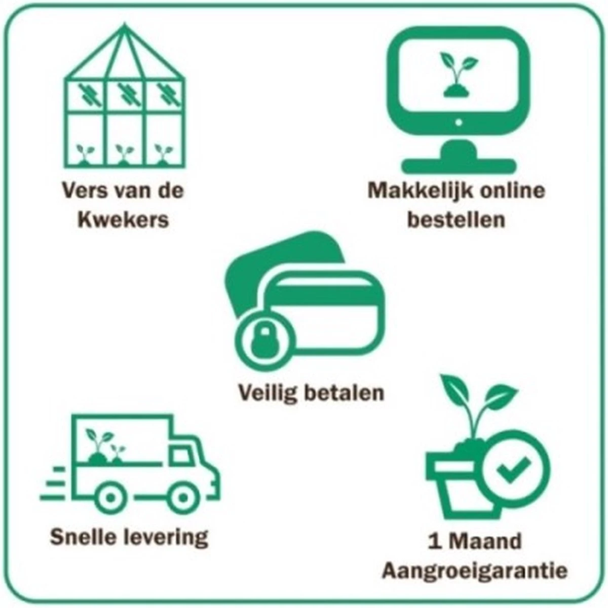 GP 12 X Japans Bloedgras - Siergras - Tuinplanten Winterhard - Vaste Planten - Imperata Red Baron - In 9x9cm Pot Met Hoogte 5-10cm - Afbeelding 7