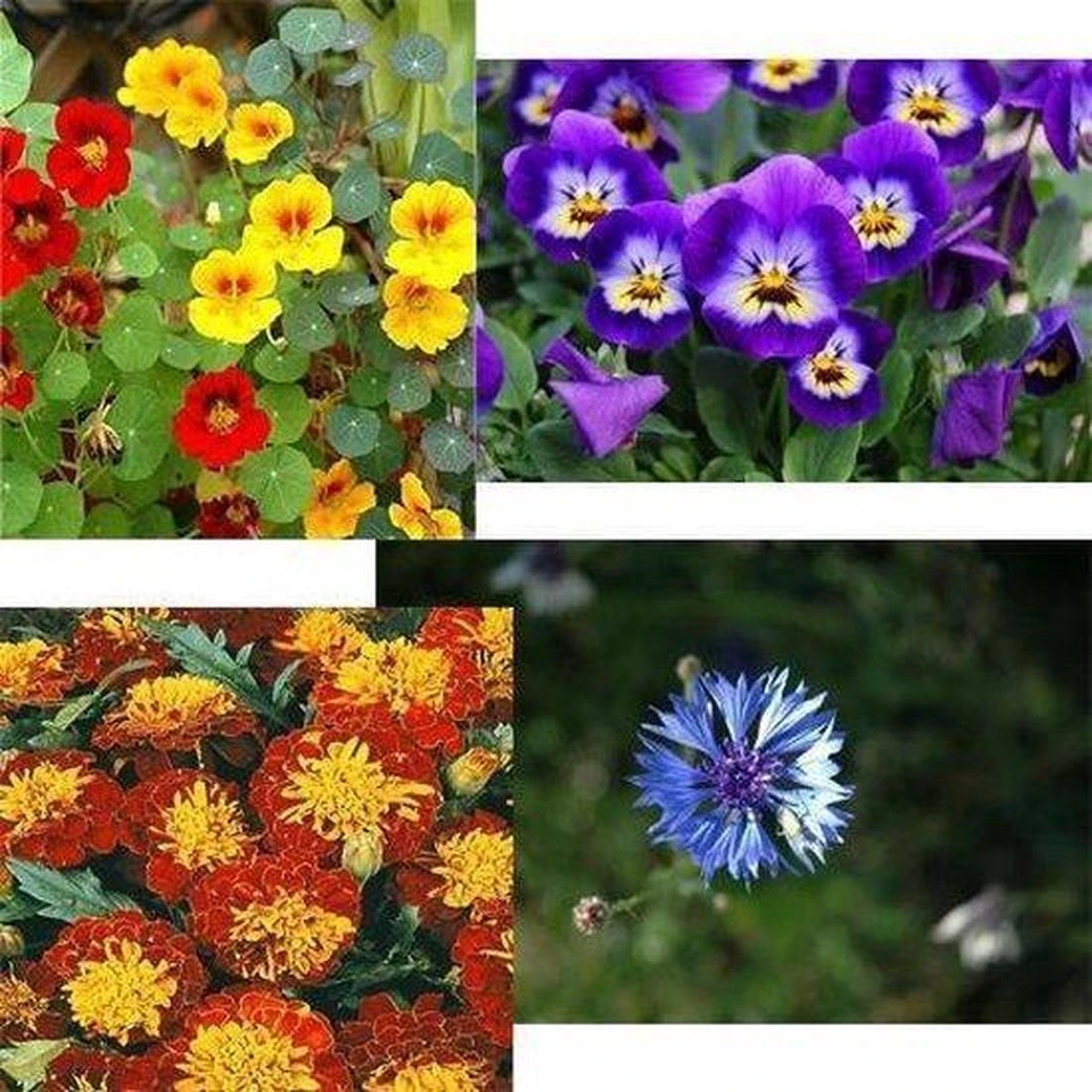 Buzzy® Zaadmatjes Eetbare Bloemen - 4 Matjes - Afbeelding 2