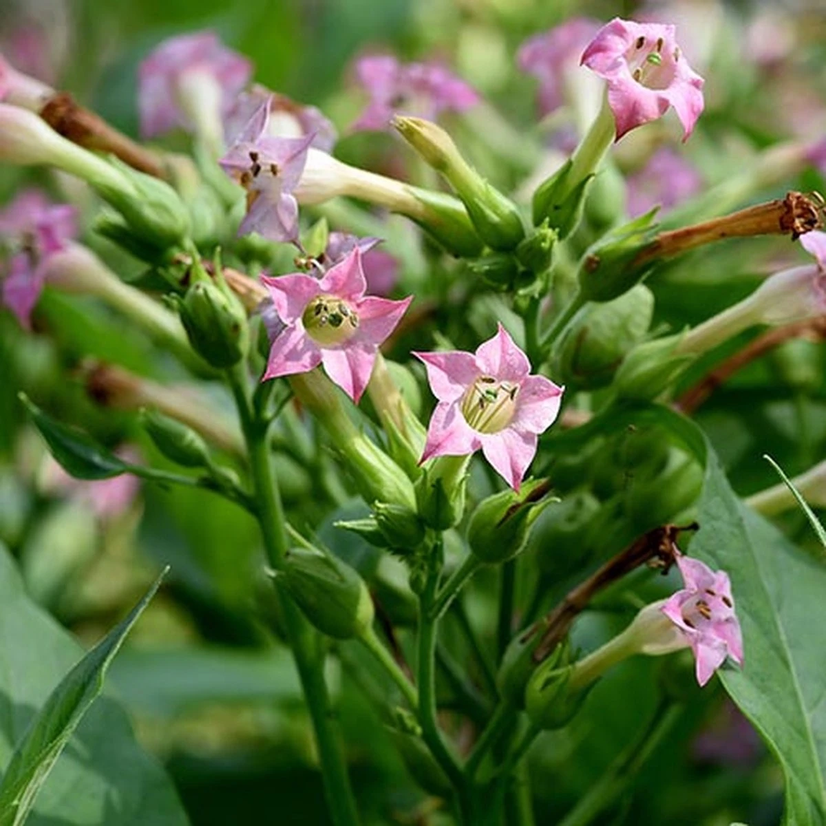 Tabak Zaden - Tabaksplant