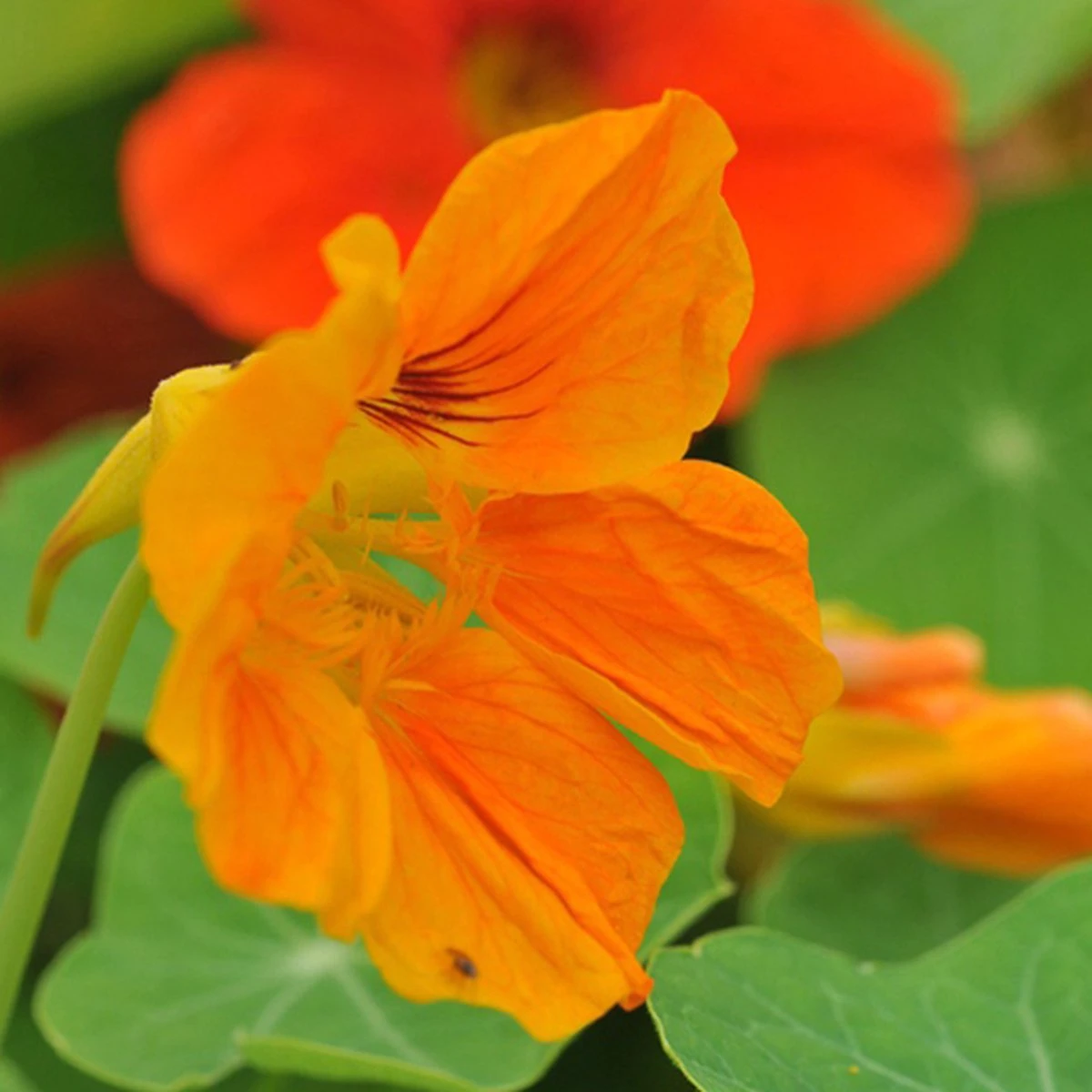 Oost-Indische Kers Lage Bio, Heel Makkelijk Te Kweken En Veelzijdige Plant Met Eetbare Bloemen En Blad - Afbeelding 3