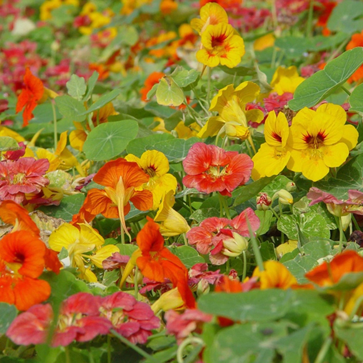 Oost-Indische Kers Lage Bio, Heel Makkelijk Te Kweken En Veelzijdige Plant Met Eetbare Bloemen En Blad - Afbeelding 4