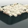Kweekset Witte Champignons 3 L