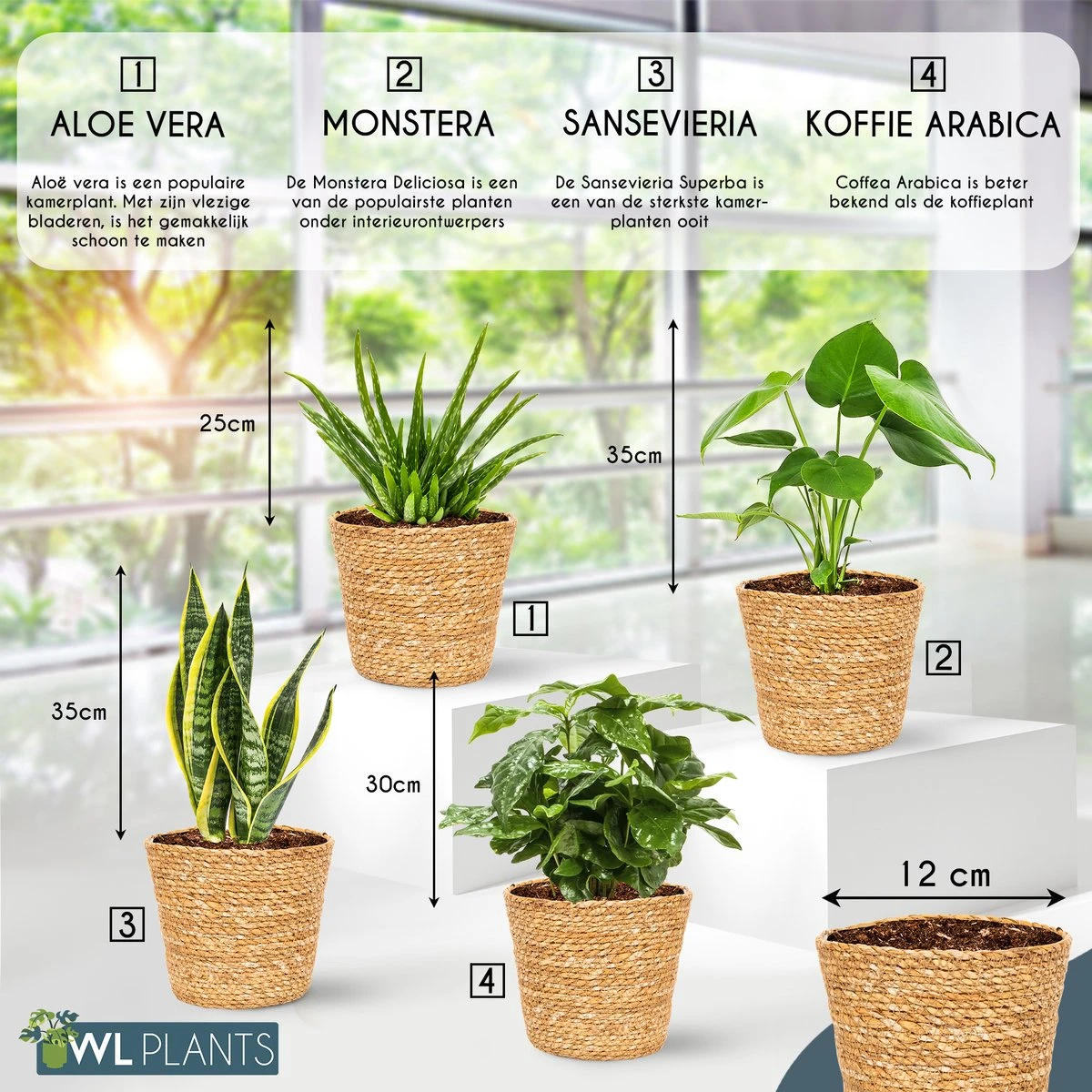 WL Plants - Set Van 4 - Kamerplanten - 1x Aloë Vera, 1x Coffea Arabica, 1x Monstera Deliciosa, 1x Sansevieria Laurentii - 12cm Diameter - Van Professionele Kweek - Groene Planten - Binnen Planten - In Bruine Mand Gemaakt Van Riet - ± 35cm Hoog - Afbeelding 5