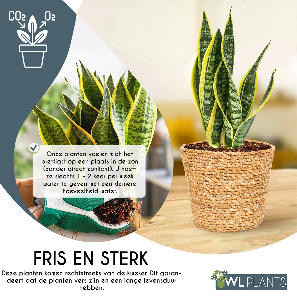 WL Plants - Set Van 4 - Kamerplanten - 1x Aloë Vera, 1x Coffea Arabica, 1x Monstera Deliciosa, 1x Sansevieria Laurentii - 12cm Diameter - Van Professionele Kweek - Groene Planten - Binnen Planten - In Bruine Mand Gemaakt Van Riet - ± 35cm Hoog - Afbeelding 6
