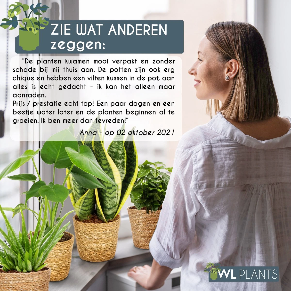 WL Plants - Set Van 4 - Kamerplanten - 1x Aloë Vera, 1x Coffea Arabica, 1x Monstera Deliciosa, 1x Sansevieria Laurentii - 12cm Diameter - Van Professionele Kweek - Groene Planten - Binnen Planten - In Bruine Mand Gemaakt Van Riet - ± 35cm Hoog - Afbeelding 8