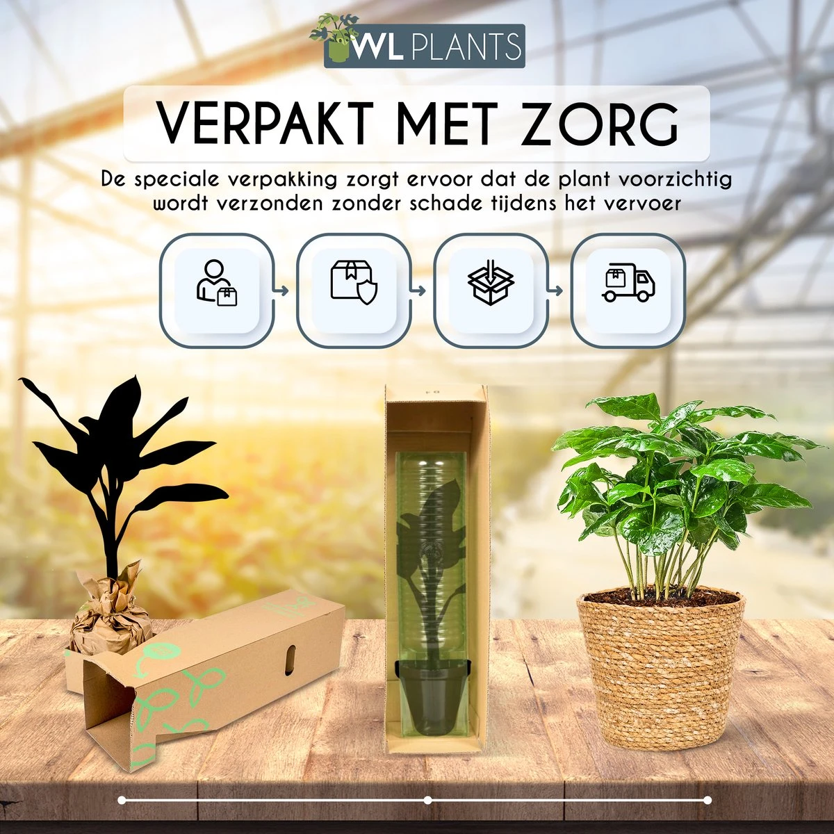 WL Plants - Set Van 4 - Kamerplanten - 1x Aloë Vera, 1x Coffea Arabica, 1x Monstera Deliciosa, 1x Sansevieria Laurentii - 12cm Diameter - Van Professionele Kweek - Groene Planten - Binnen Planten - In Bruine Mand Gemaakt Van Riet - ± 35cm Hoog - Afbeelding 9