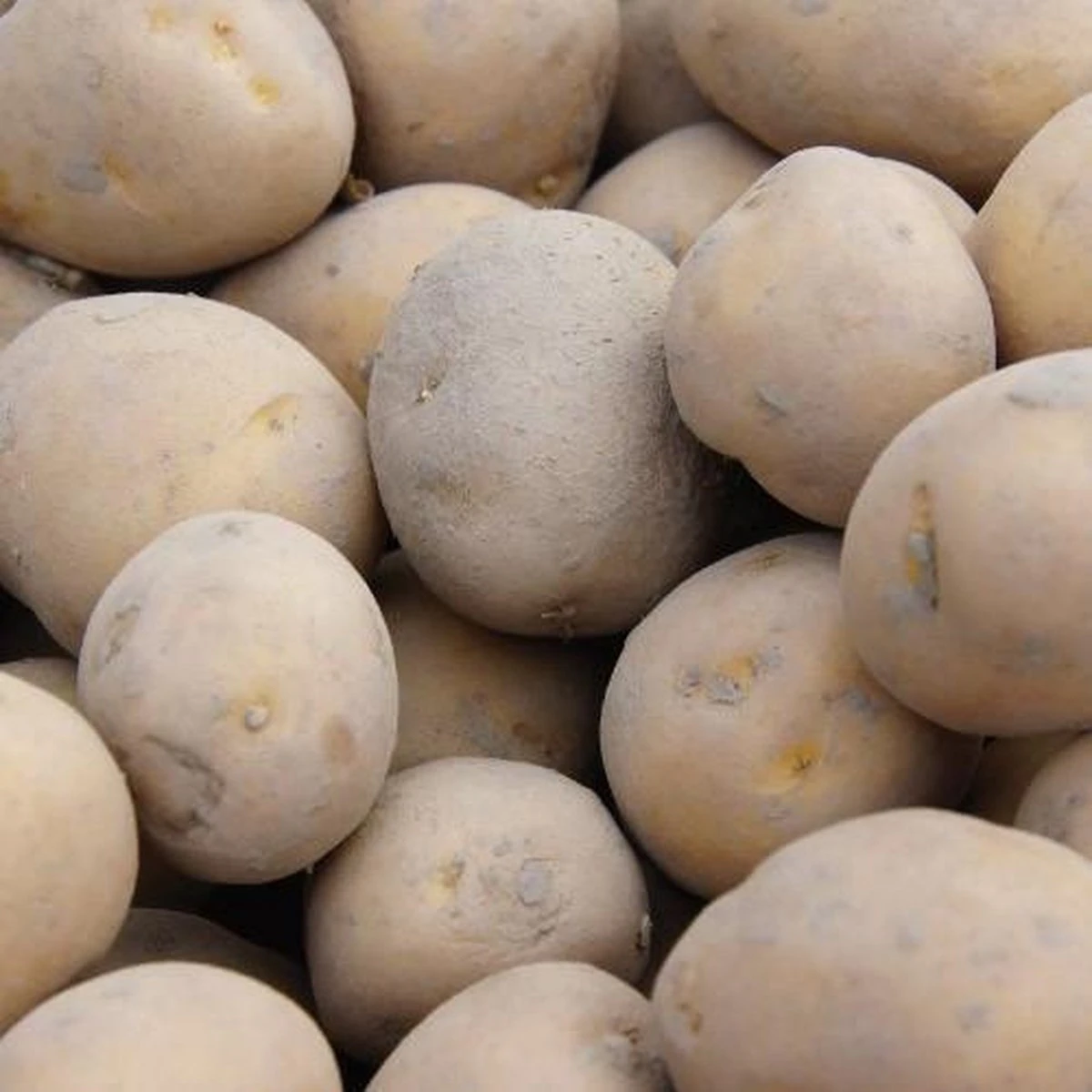 Pootaardappel 'Frieslander', Maat 28/35 - Vroeg Ras - 1kg (25-28st.) - Afbeelding 4