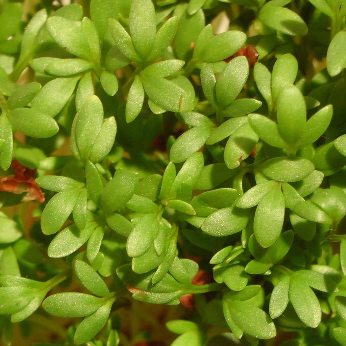 Into The Cycle Tuinkers Kiemzaden Biologisch 400 Gram Zak NL-BIO-01 - Afbeelding 3