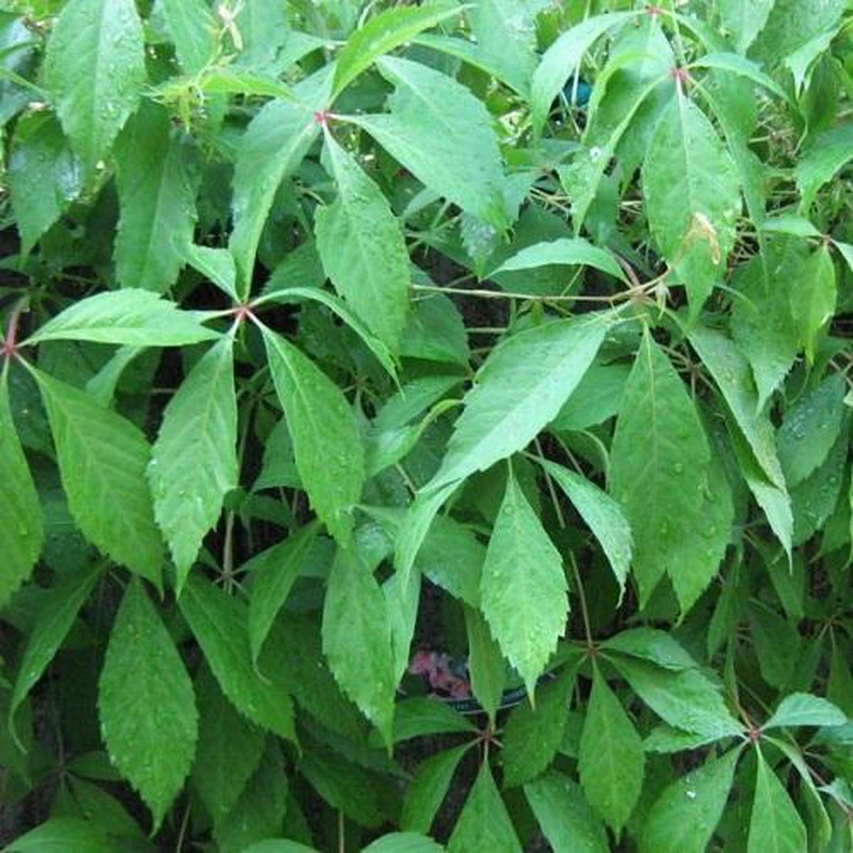 Wilde Wingerd / Parthenocissus Engelmannii - Klimplant | Rood Bladerig In De Herfst - Meerjarig En Winterharde Tuinplant | 1,5 Liter Pot - Afbeelding 3