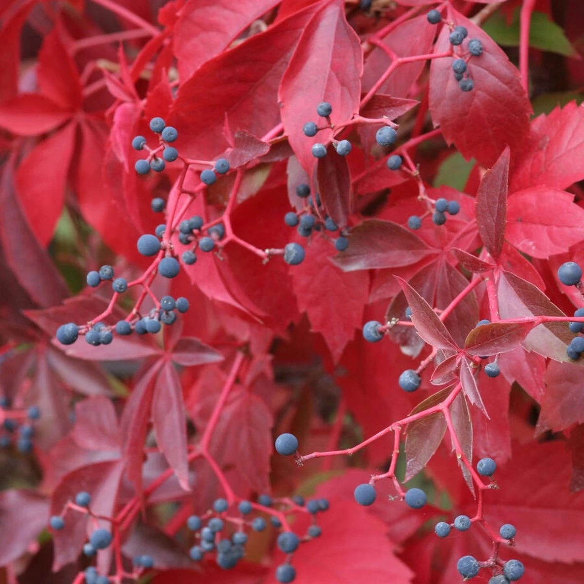 Wilde Wingerd / Parthenocissus Engelmannii - Klimplant | Rood Bladerig In De Herfst - Meerjarig En Winterharde Tuinplant | 1,5 Liter Pot - Afbeelding 4
