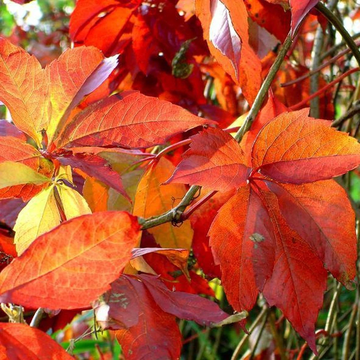 Wilde Wingerd / Parthenocissus Engelmannii - Klimplant | Rood Bladerig In De Herfst - Meerjarig En Winterharde Tuinplant | 1,5 Liter Pot - Afbeelding 5