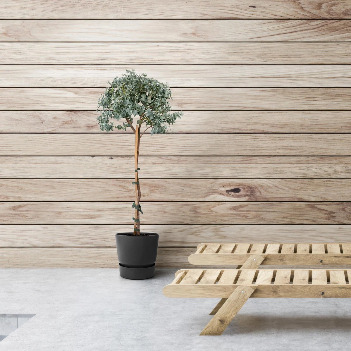 Eucalyptus Op Stam - 80cm - Ø17 - Afbeelding 2