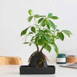 Schefflera Op Lava Steen | Planten | Bloompost