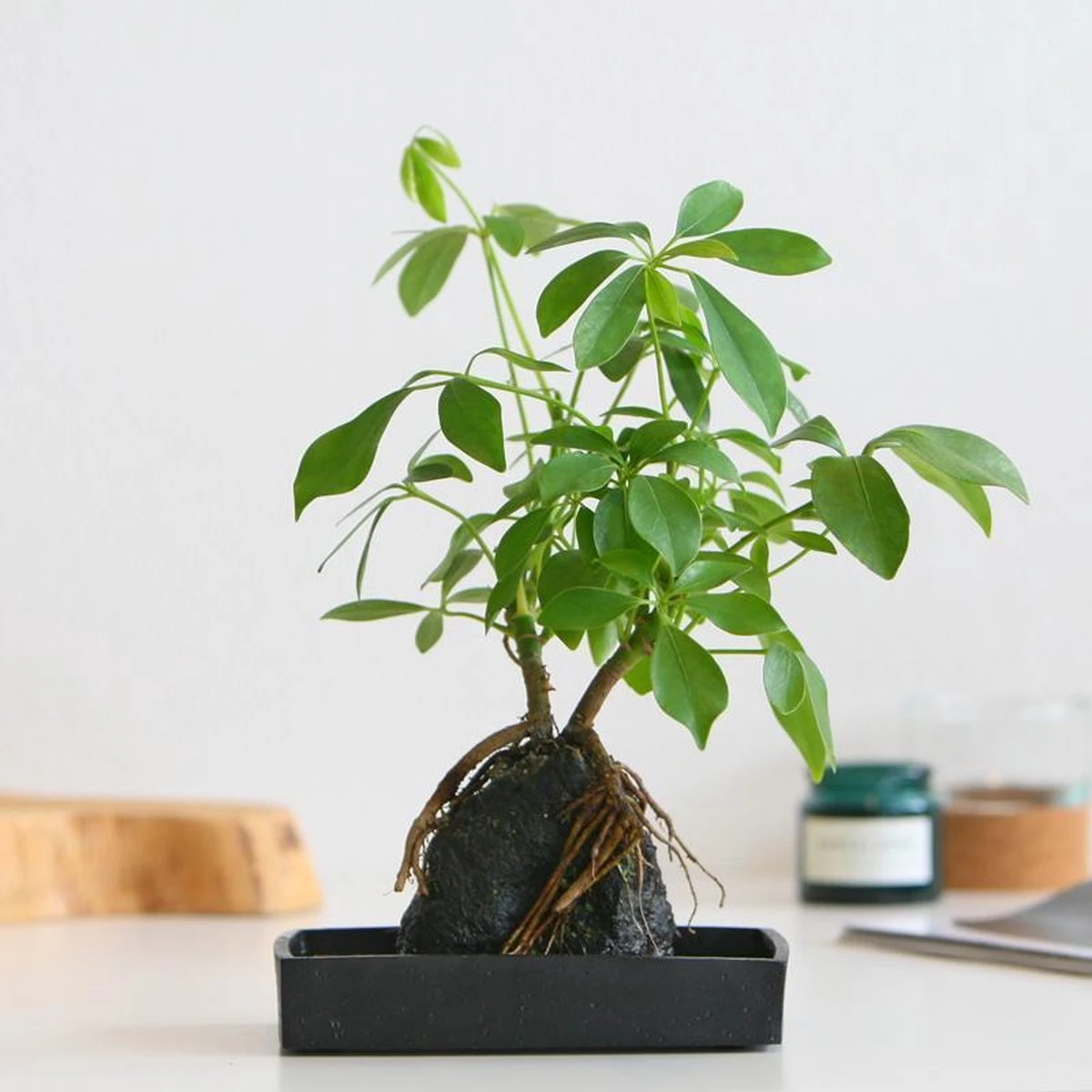 Schefflera Op Lava Steen | Planten | Bloompost