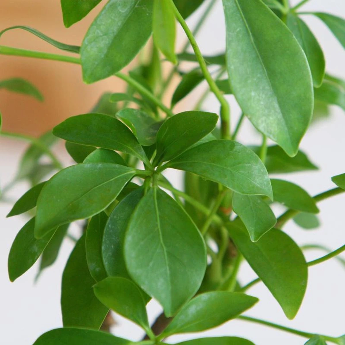 Schefflera Op Lava Steen | Planten | Bloompost - Afbeelding 2
