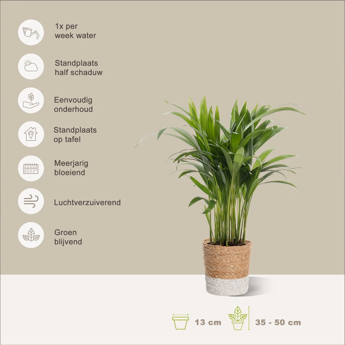 Areca In Siermand Amber Wit – Luchtzuiverende Kamerplant – Eenvoudig Te Onderhouden Goudpalm - ↕35-50cm - Ø13 – Geleverd Met Plantenpot – Vers Uit De Kwekerij - Afbeelding 2