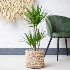 Dracaena Marginata | Groene Kamerplant | Potmaat 21cm | Hoogte 95cm | Geleverd In Kwekerspot