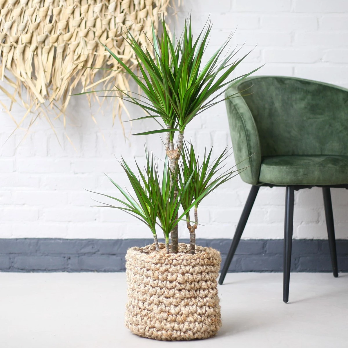 Dracaena Marginata | Groene Kamerplant | Potmaat 21cm | Hoogte 95cm | Geleverd In Kwekerspot