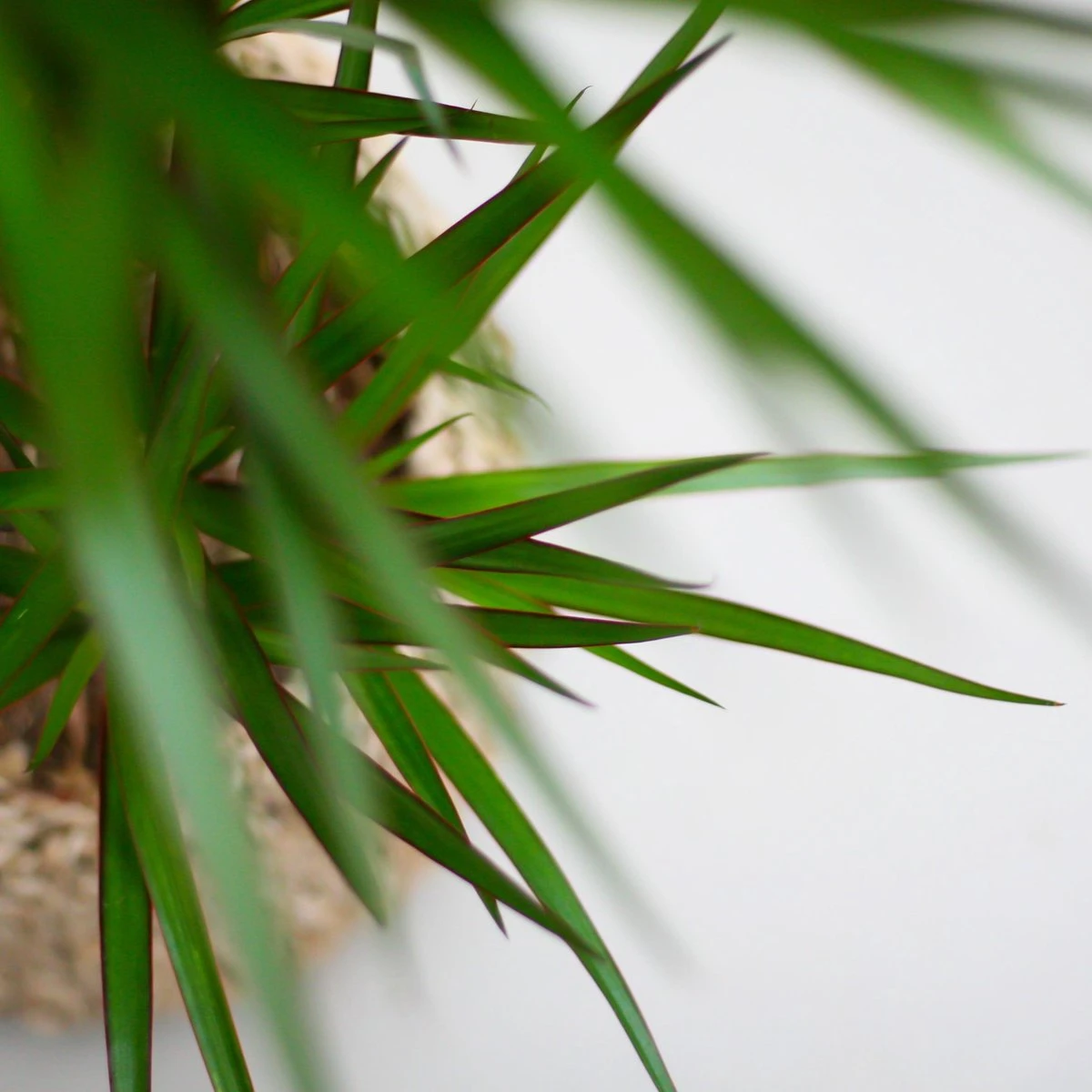 Dracaena Marginata | Groene Kamerplant | Potmaat 21cm | Hoogte 95cm | Geleverd In Kwekerspot - Afbeelding 3
