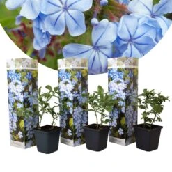 Plant In A Box - Plumbago Auriculata - Set Van 3 - Mannentrouw - Lang Bloeiende Klimplant - Pot 9cm - Hoogte 25-40cm