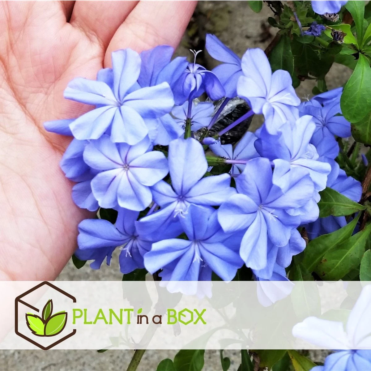 Plant In A Box - Plumbago Auriculata - Set Van 3 - Mannentrouw - Lang Bloeiende Klimplant - Pot 9cm - Hoogte 25-40cm - Afbeelding 2