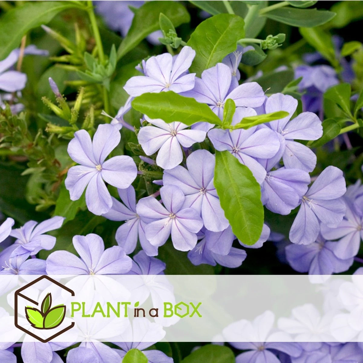 Plant In A Box - Plumbago Auriculata - Set Van 3 - Mannentrouw - Lang Bloeiende Klimplant - Pot 9cm - Hoogte 25-40cm - Afbeelding 6