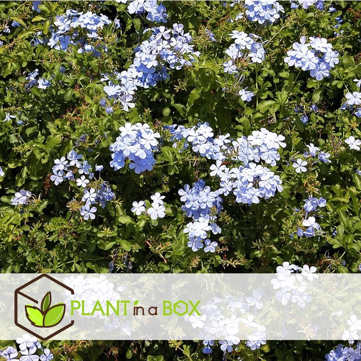 Plant In A Box - Plumbago Auriculata - Set Van 3 - Mannentrouw - Lang Bloeiende Klimplant - Pot 9cm - Hoogte 25-40cm - Afbeelding 8