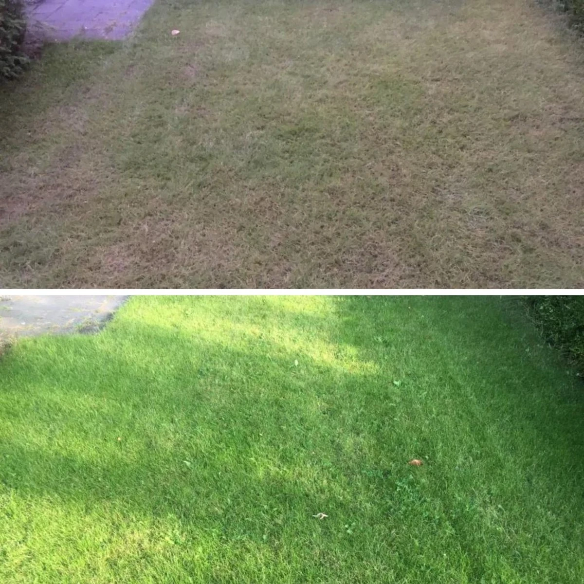 Snel Herstel Graszaad Voor 50m² Gras | Perfect Bij Kale Plekken En Een Beschadigd Gazon - Afbeelding 6