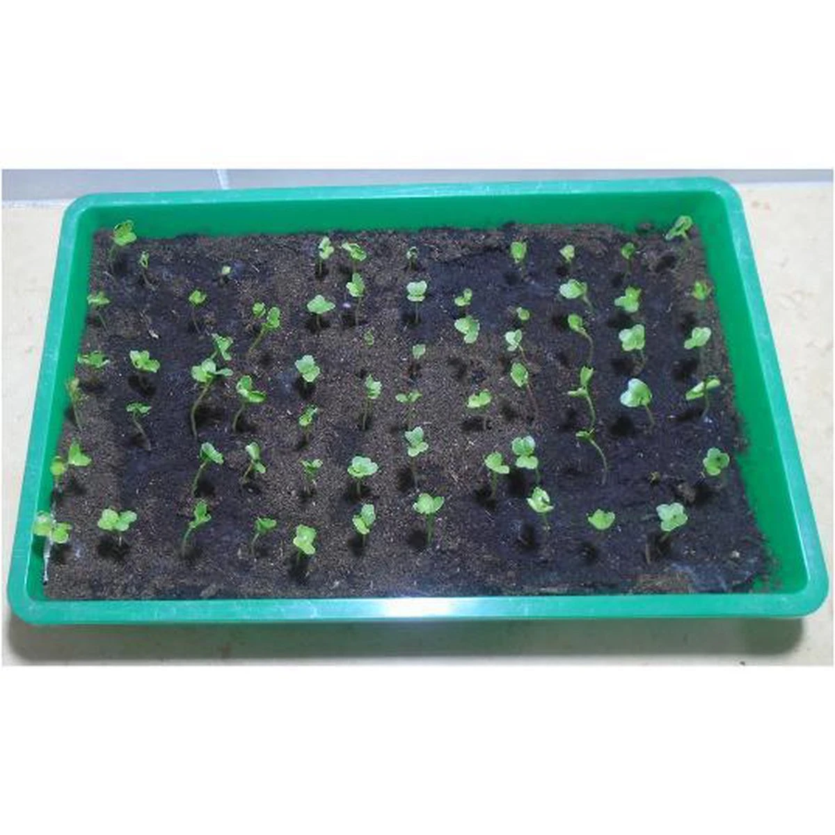 Groentezaden Assortiment 36 Soorten (sla, Kolen, Wortels, Kruiden, Tomaten, Paprika, Uien, Prei) Zaadlint - Afbeelding 5