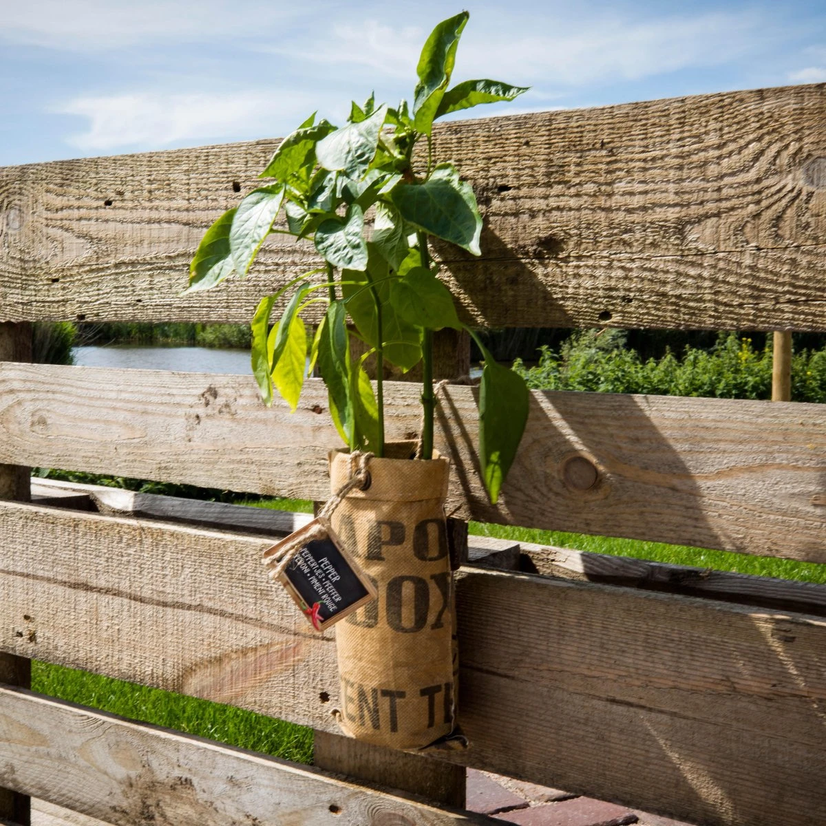 Hangtuintjes Keukenkruiden Kweken - Set 4st. - Afbeelding 11