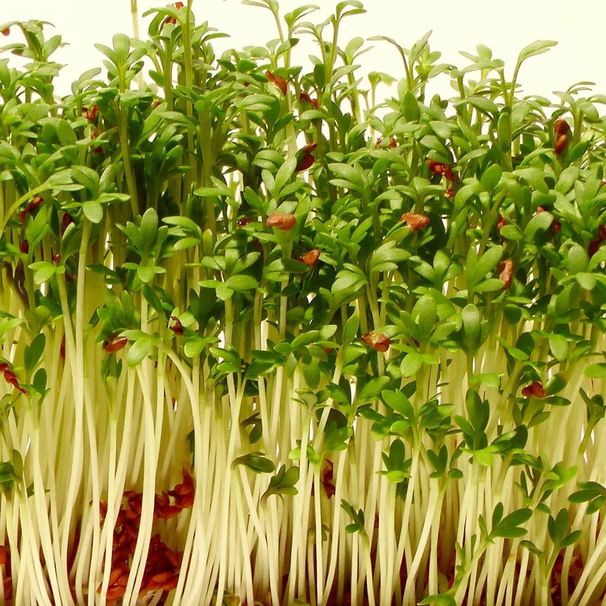 Into The Cycle Tuinkers Kiemzaden Biologisch 25 Gram Zakje NL-BIO-01 - Afbeelding 3