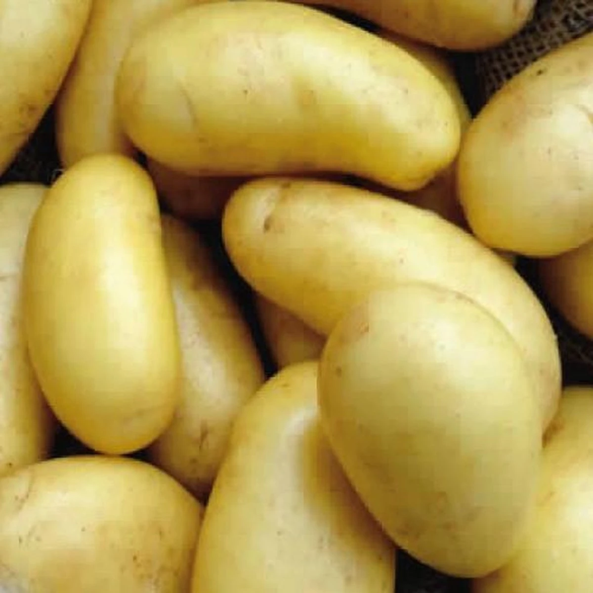 Pootaardappel 'Annabelle', Maat 28/32 - Zeer Vroeg Ras - 1kg (35-40st.) - Afbeelding 3