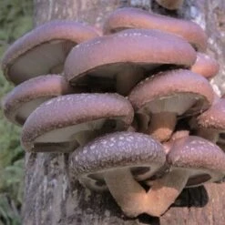 ToshiFarm Broed Voor Shiitake - 50 Gram - Zelf Shiitake Kweken - Broed Voor Shiitake Kweekset - Paddenstoel Sporen