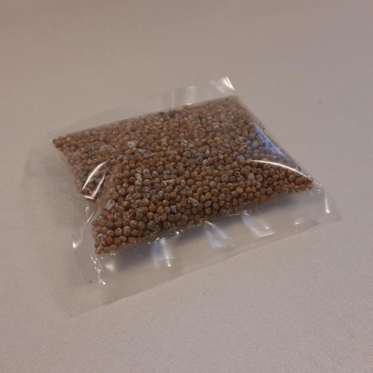 Zakje Sporen / Zaden Van Grijze Oesterzwam (circa 40 Gr) - Afbeelding 2