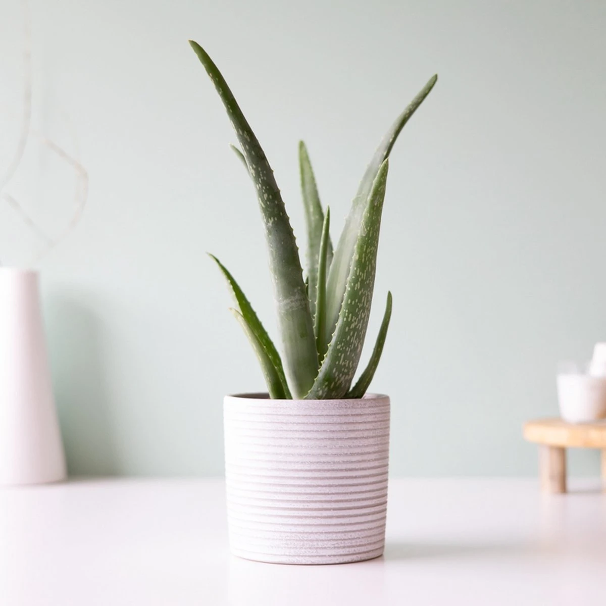 Aloe Vera Plant | Inclusief Biobased Pot | Kamerplanten | Bloompost