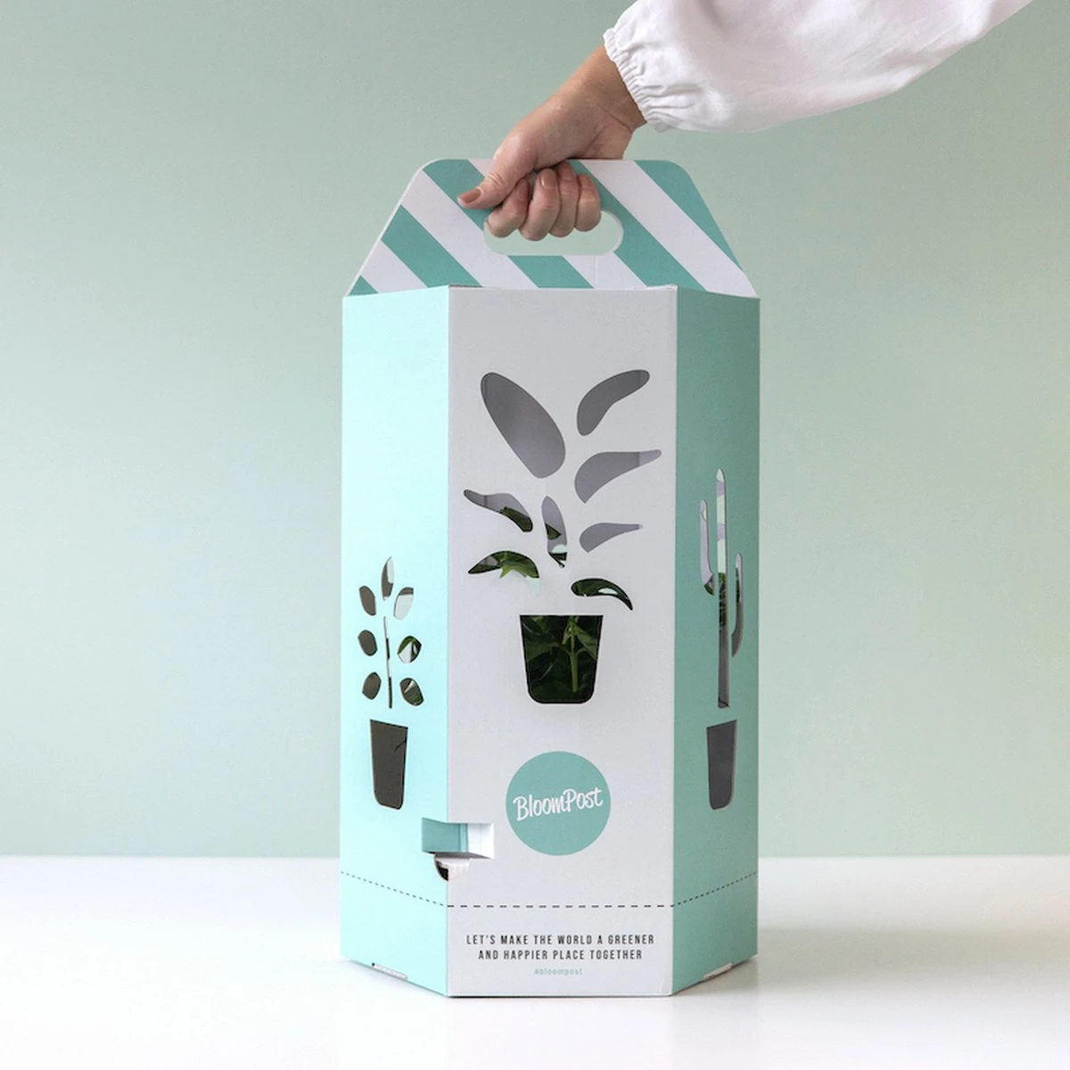 Aloe Vera Plant | Inclusief Biobased Pot | Kamerplanten | Bloompost - Afbeelding 2